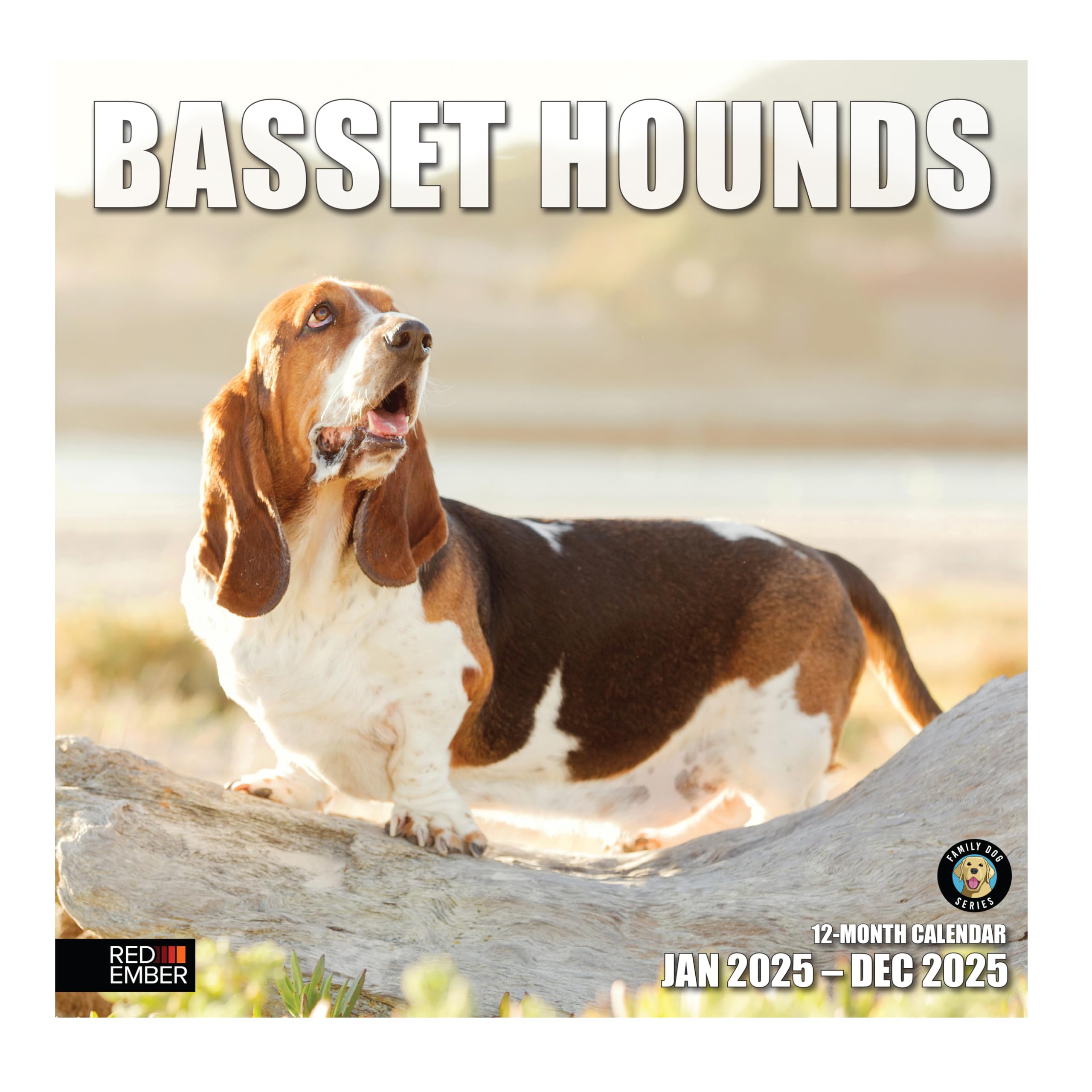 RED EMBER Basset Hounds 2025 Wall Calendar 12 Month | 12" x 24" Open | Thick &amp; Sturdy Paper | Giftable | Dog Calendar 2025