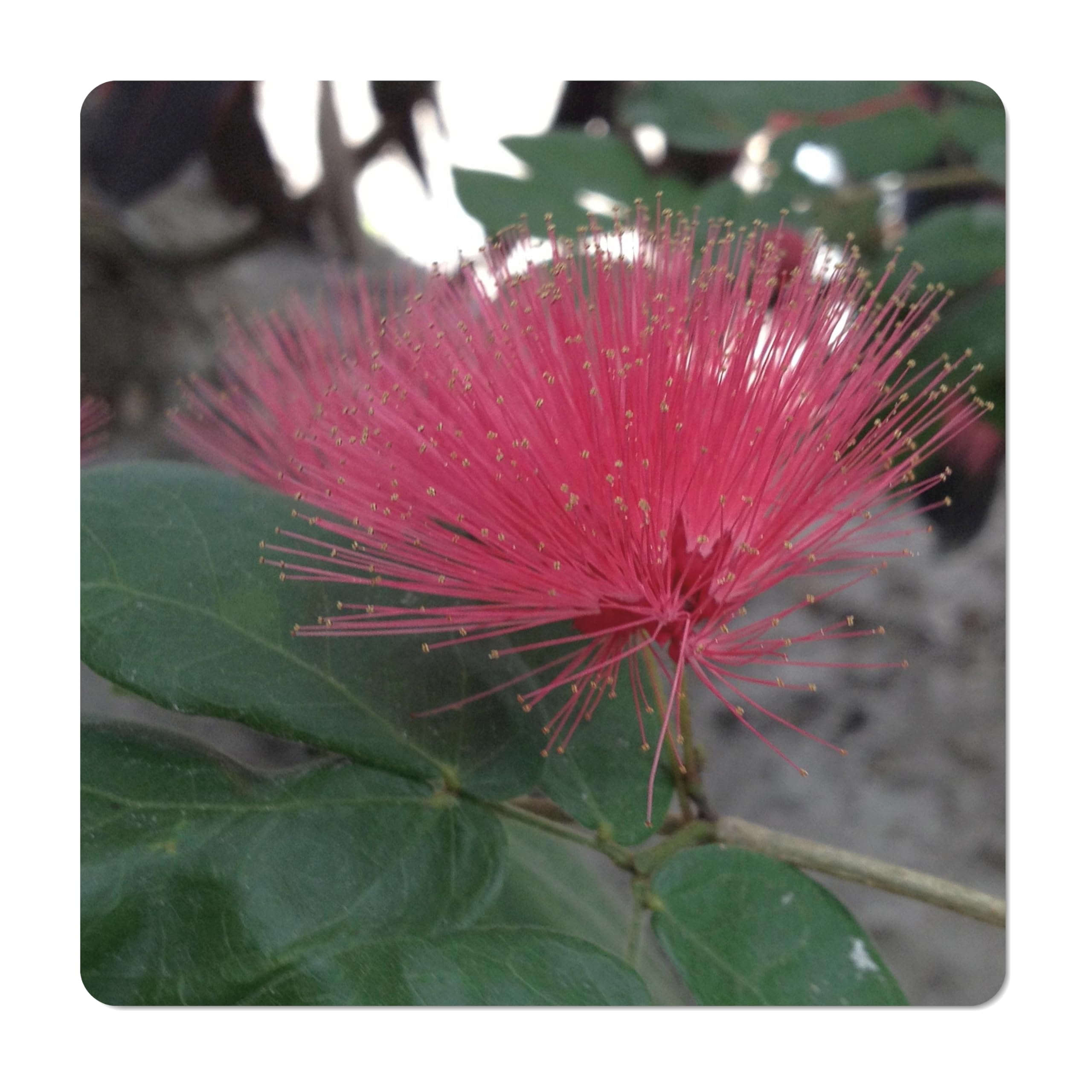 Dwarf Red Powder Puff