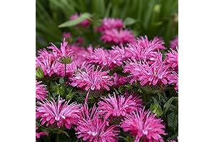 Electric Pink Monarda Bee Balm Perennial Plants