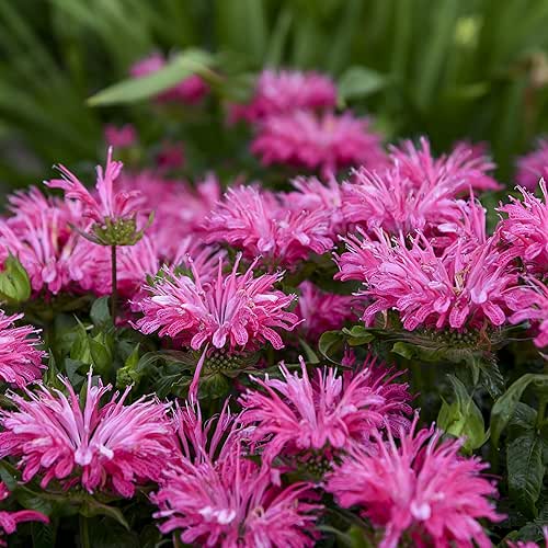3 Live Electric Pink Monarda Beebalm Starter Perennial Plants. Attracts