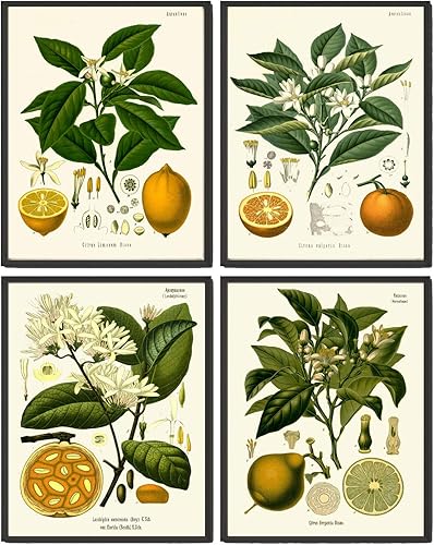 Lemon Orange Fruit Print Set of 4 Antique Flowers Lemon Lime Orange Home Wall Art Decor Unframed