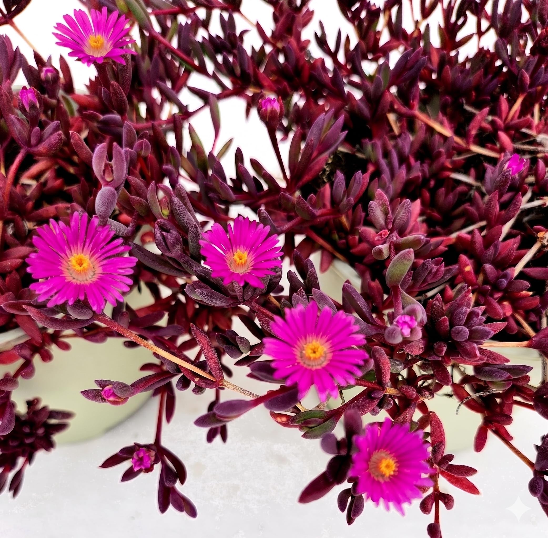 POWERS TO FLOWERS - DELOSPERMA FUCSIA, DESERT DANCERS PURPLE, MESEMBRIANTEMO RIFIORENTE, 2 PIANTE IN VASO 14 cm DIAMETRO, piante vere