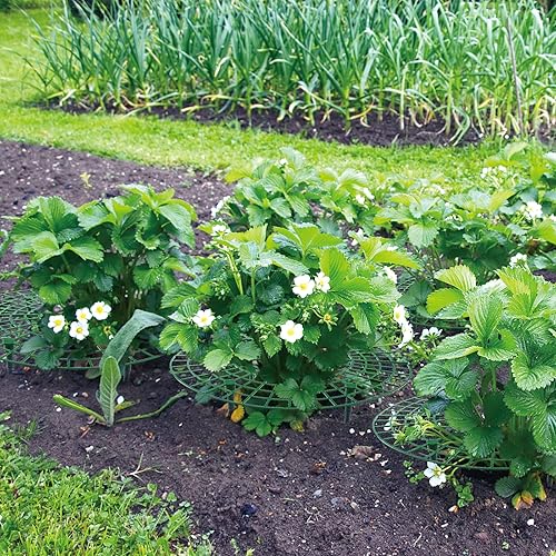 Miniatura 8 de Paquete de 6 soportes de fresa, plantas de soporte de fresa vivas para plantar, marco de cultivo de fresas, enrejado de fresa para mantener la fruta
