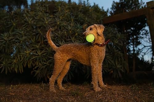 Miniatura 6 de Harry Barker Bolas de goma y palo de goma para masticar, hueso de goma para perros, bolas brillantes de 2.5 pulgadas