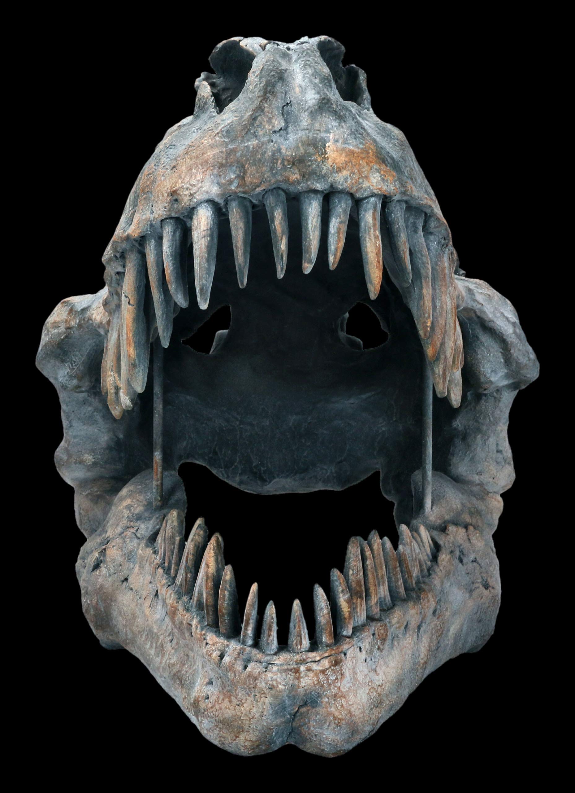Tyrannosaurus Rex Teschio - Grande - Statua Decorativa Rilievo Parete