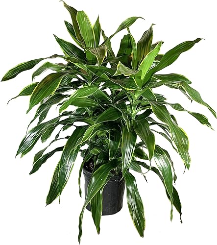 Dracaena Art Carmen - Planta viva en una maceta de cultivo de 10 pulgadas - Dracaena Deremensis "Art Carmen" - Hermosa planta de interior