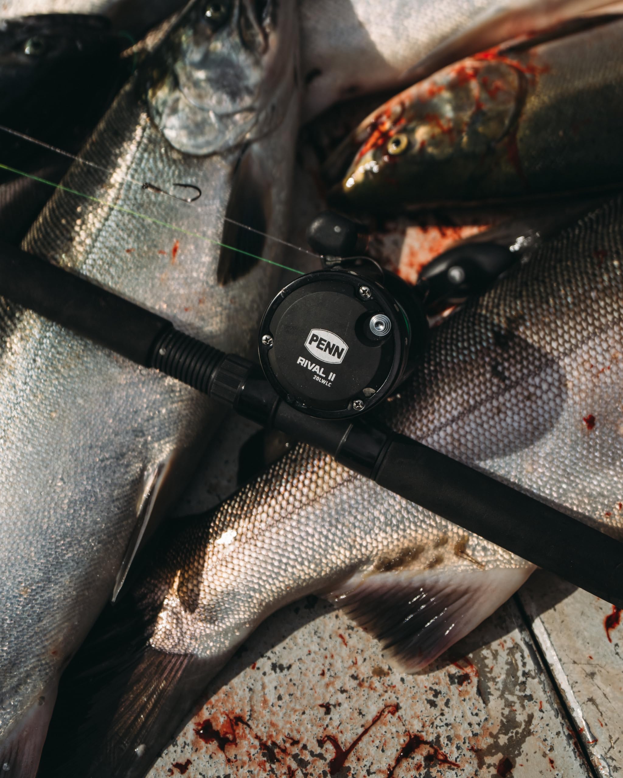 PENN Rival™ II Level Wind Mulinello | Mulinello da pesca allround per acqua salata | Telaio e piastre laterali in grafite | Freno in carbonio | Opzioni multiple