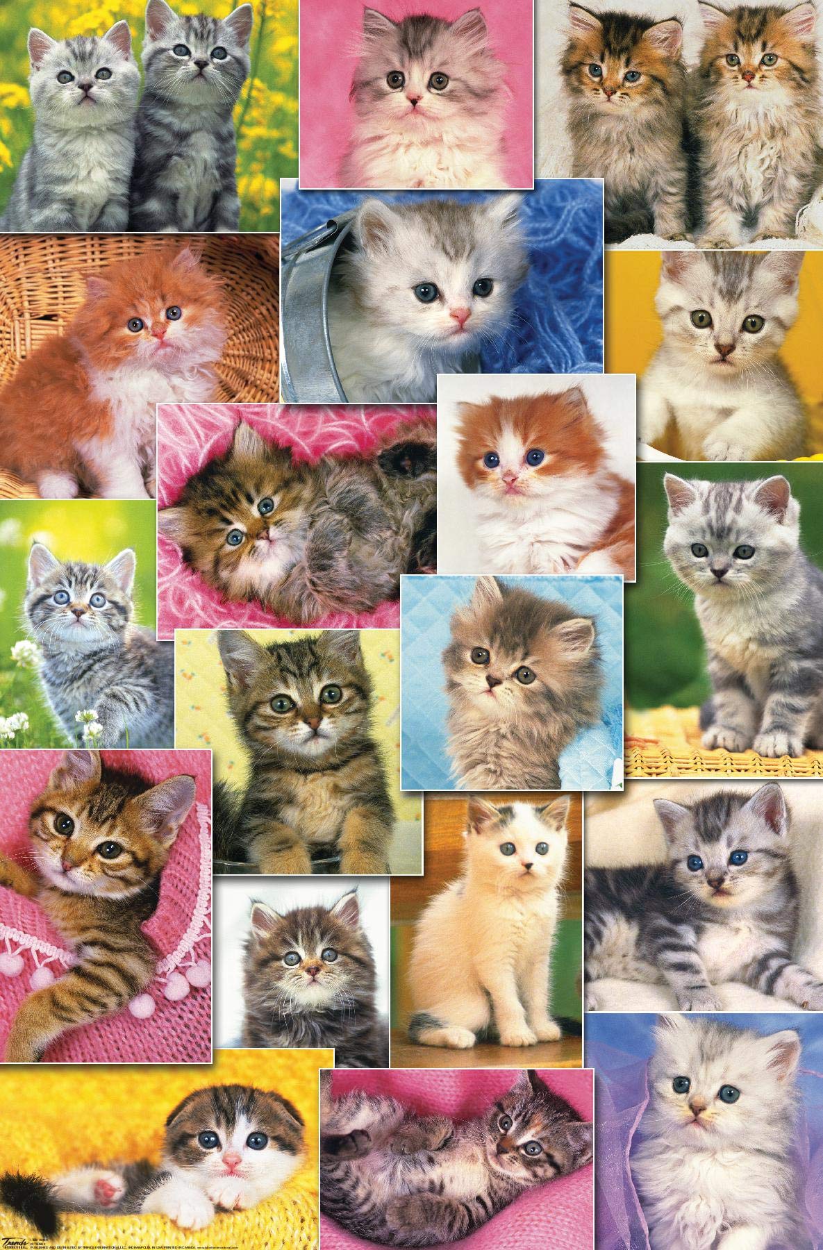 Trends InternationalKeith Kimberlin - Kittens Collage Wall Poster, 14.725" x 22.375", Premium Unframed Version