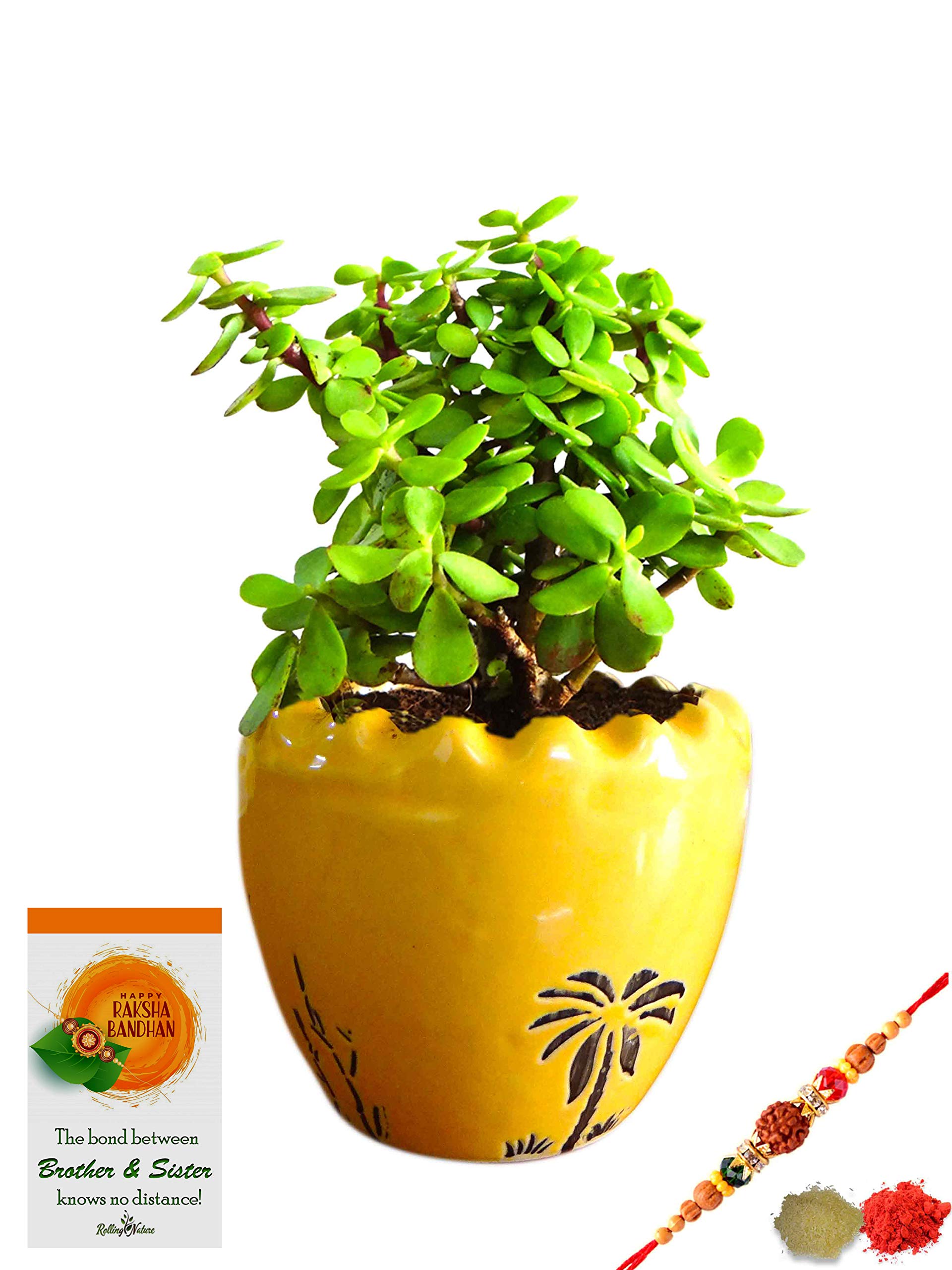 See full amazon price history chart for Rolling Nature Rakhi Combo of Good Luck Jade Plant in Yellow Ruffel Aroez Ceramic Pot Rolling Nature Rakhi Combo of Good Luck Jade Plant in Yellow Ruffel Aroez Ceramic Pot (B07GL797NP) Amazon Price History, Amazon Price Tracker