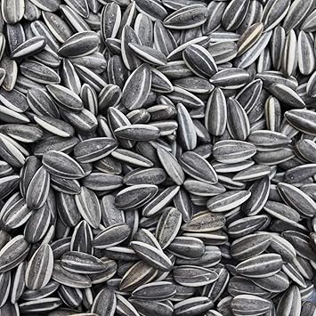 Sage Square Sunflower Seeds Birds Food for Grey Parrot | Premium All Life Stages Bird Food for Indian Parrots, Macaw, Cockatoo, Exotic Birds Ingredients, Nutrient-Rich | 350g - image, photos