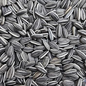 Sage Square Sunflower Seeds Birds Food for Grey Parrot, Indian Parrots, Macaw, Cockatoo and Exotic Birds and Other Small & Big Pet Birds (500g)