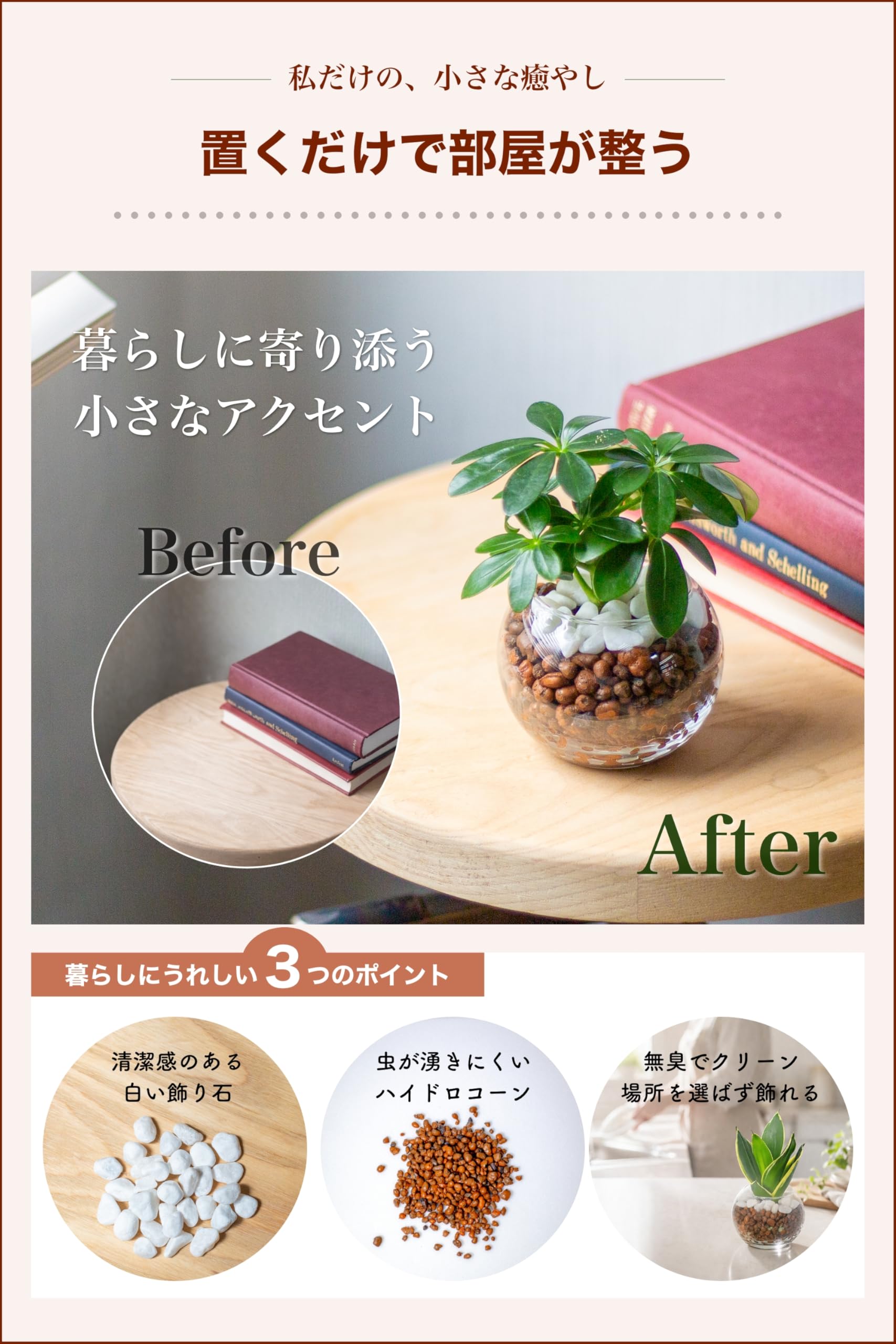miipas カポック (シェフレラ) 観葉植物 ミニ ハイドロカルチャー