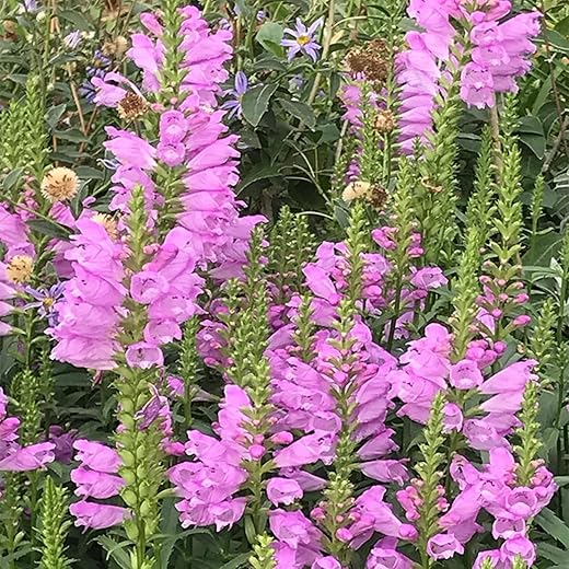 50 Seeds Tall Obedient Plant Flower Seeds Rose Obedient Plant Seed False Dragon Flower Perennial Herb Plant