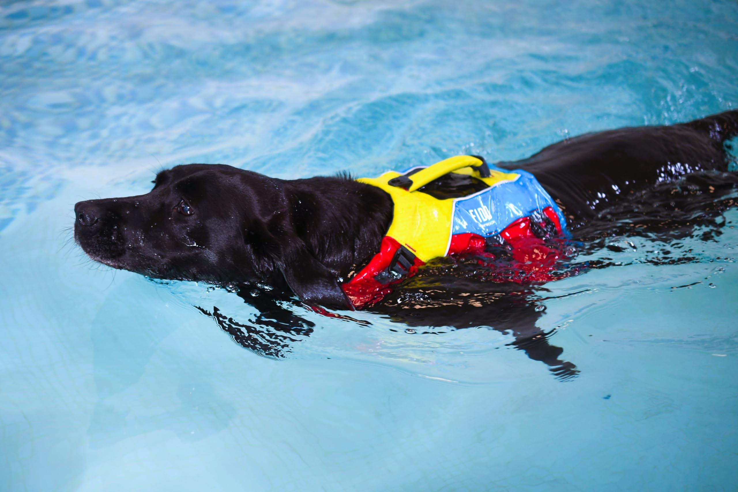 Spinlock FIDO Dog Flotation Aid (X-Small)