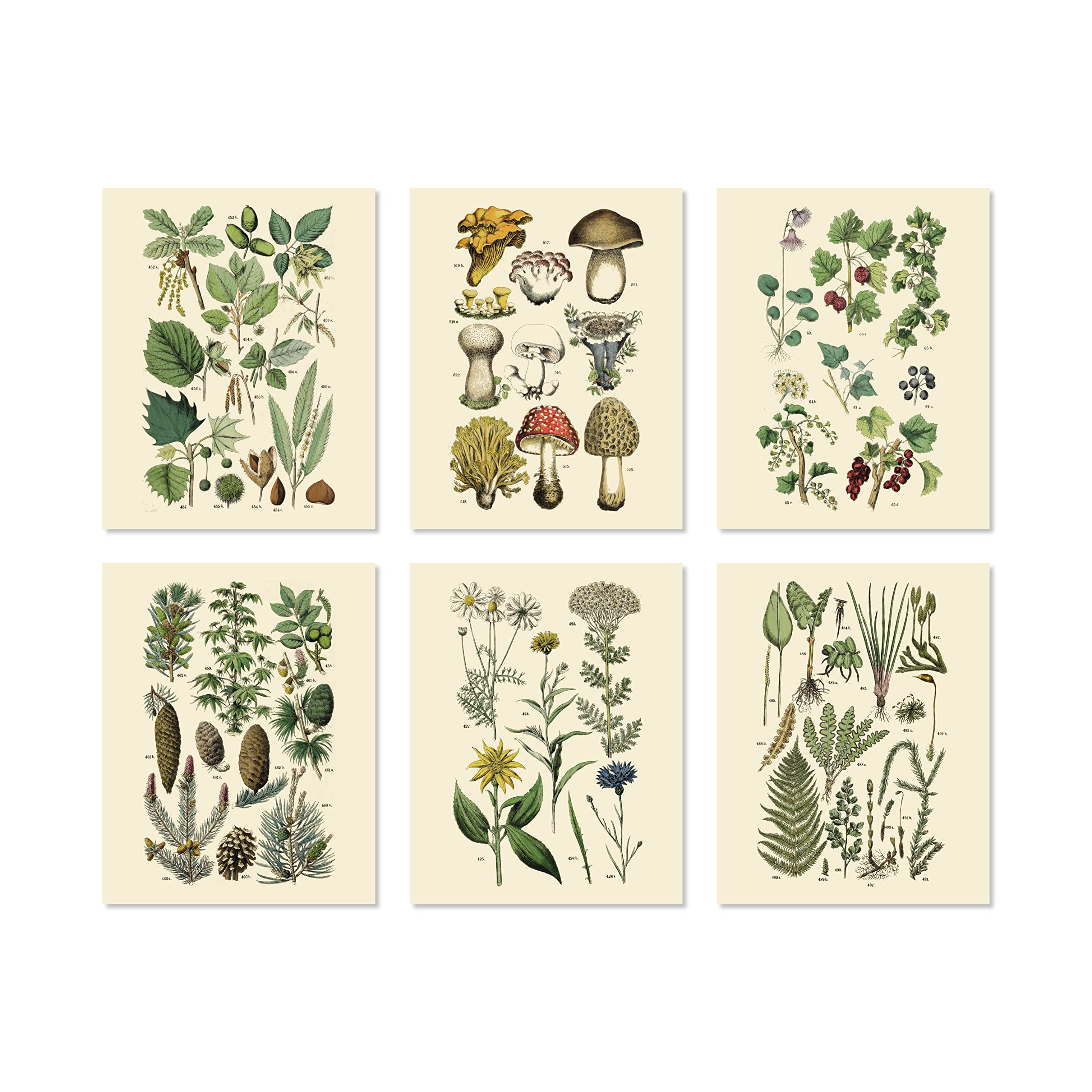 Amazon.com: Ink Inc. Vintage Botanical Prints | Forest Wall