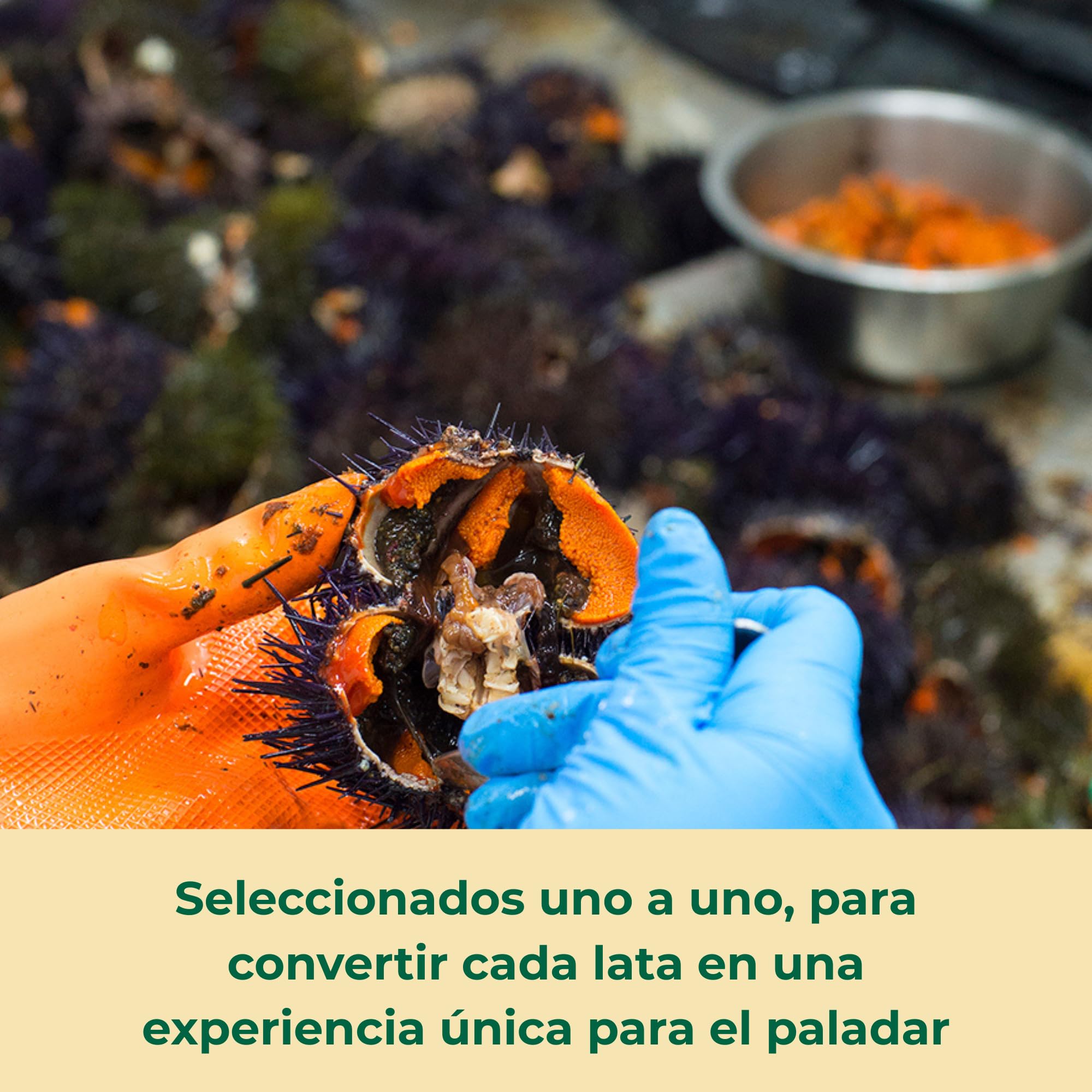 LOS PEPERETES Caviar de Erizo 120 g | Marisco Gallego Gourmet | Huevas de Erizo del Atlántico | Conserva Artesanal y Natural | Sabor Intenso del Mar de Galicia | Producto Premium Delicatessen