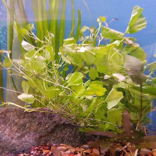 Miniatura 6 de Greenpro  Vietnam Cardamine Lyrata sp Cultura de tejidos plantas de acuario vivas para decoración de peceras