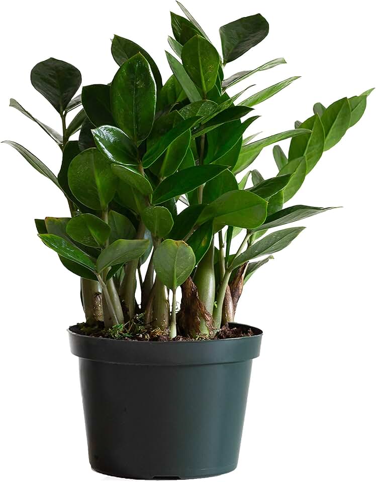 zz plant