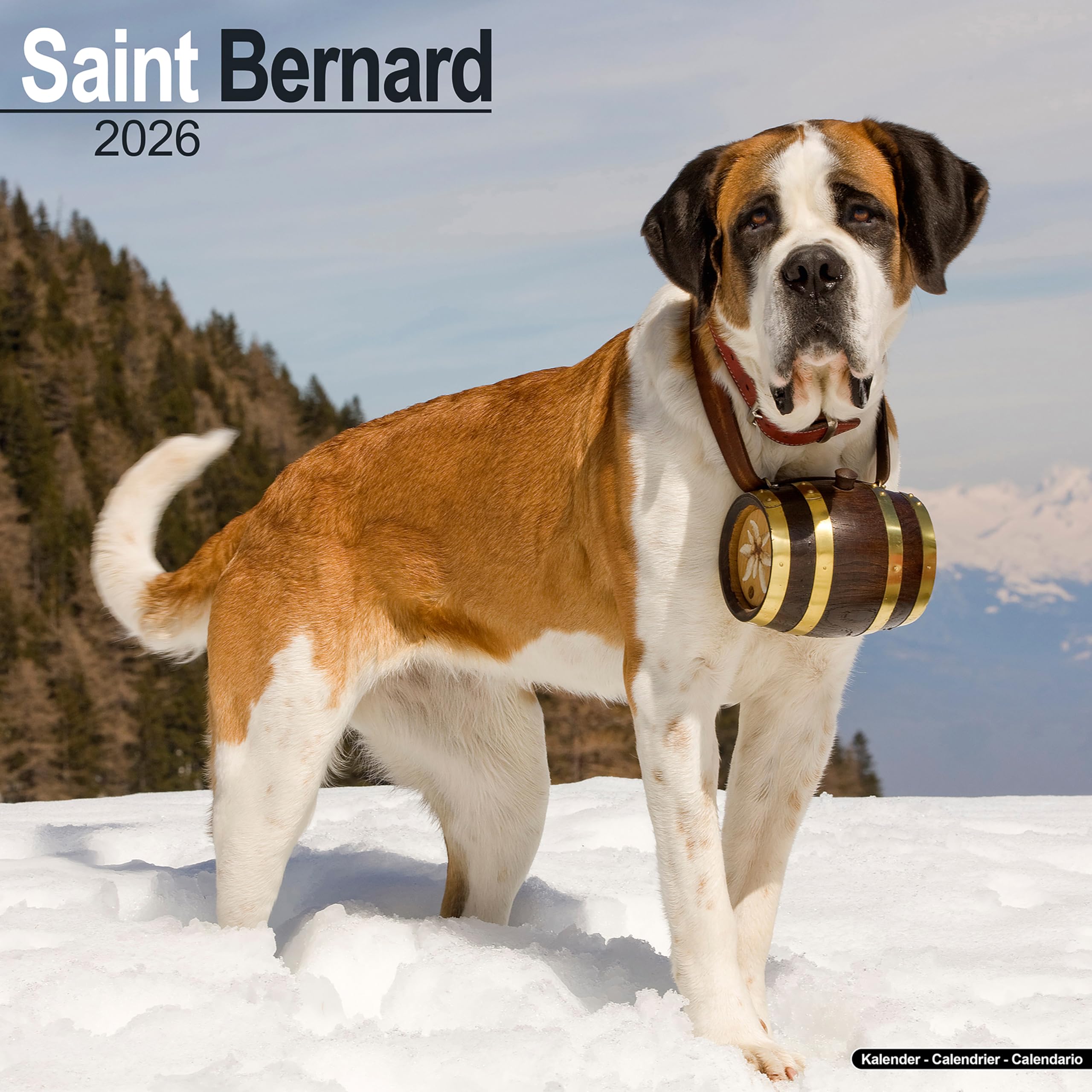 Saint Bernard 2026 Calendar | Dog Breed Gift Wall 20% OFF MULTI ORDERS