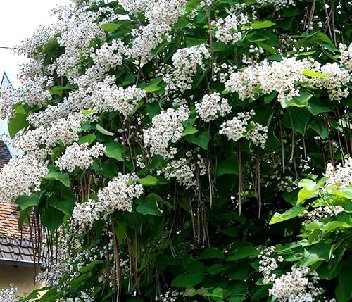Indian Bean Tee Árbol de cigarros del sur Catawba Árbol Catalpa Bignonioides 10 Semillas
