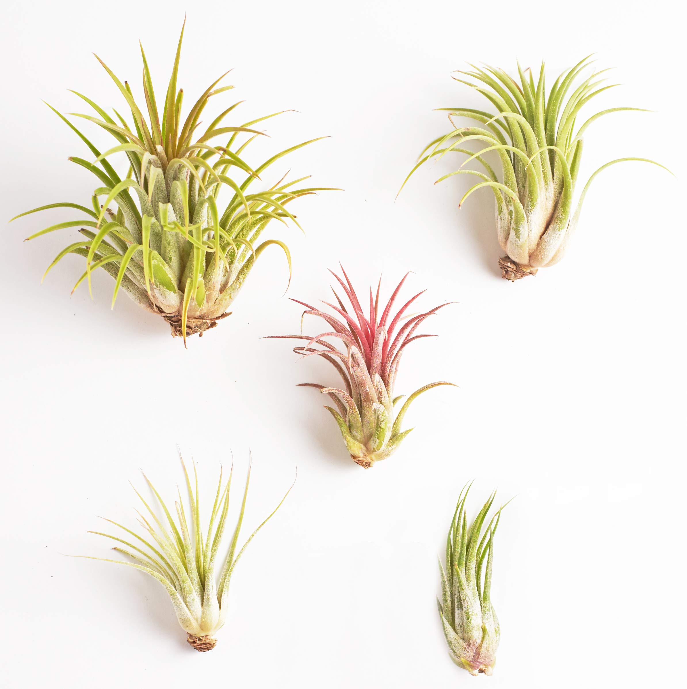 Shop Succulents Tillandsia Ionantha Collection