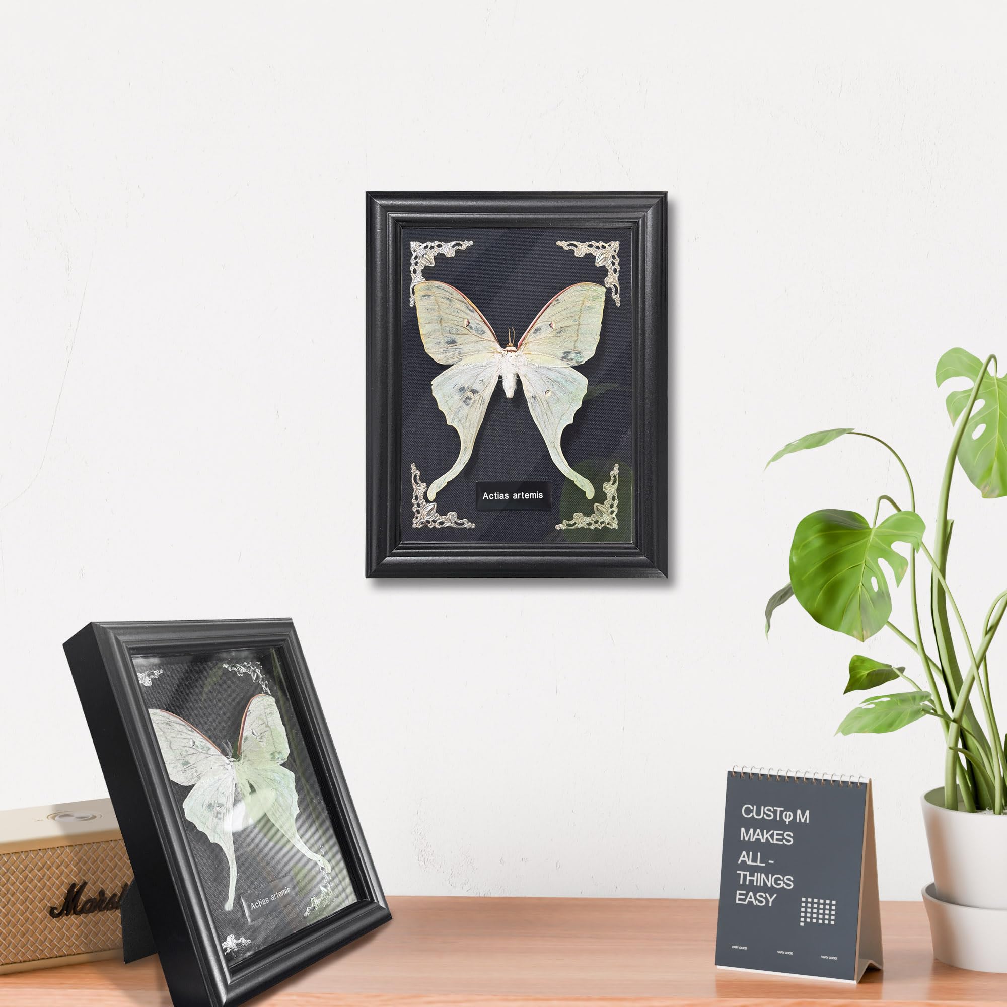 Taxidermy Butterfly Gothic Shadow Box, 6.9'' x 9''  Butterfly Wooden Framed Specimen Display Oddity Tabletop Wall Art Home Decor: Actias Selene