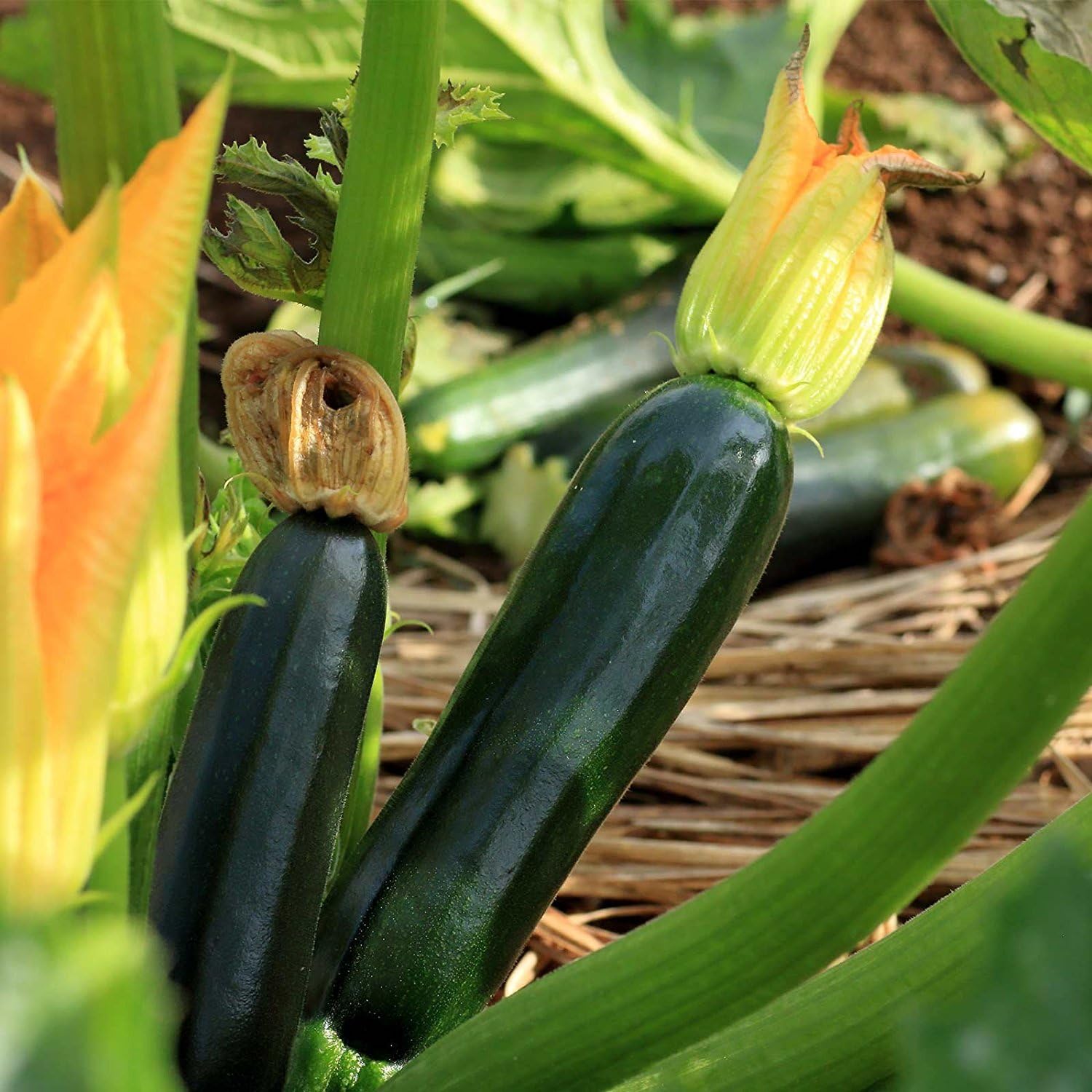 Black Beauty Zucchini Summer Squash Garden Seeds - 5 Lbs Bulk - Non-GMO, Heirloom - Vegetable Gardening Seed