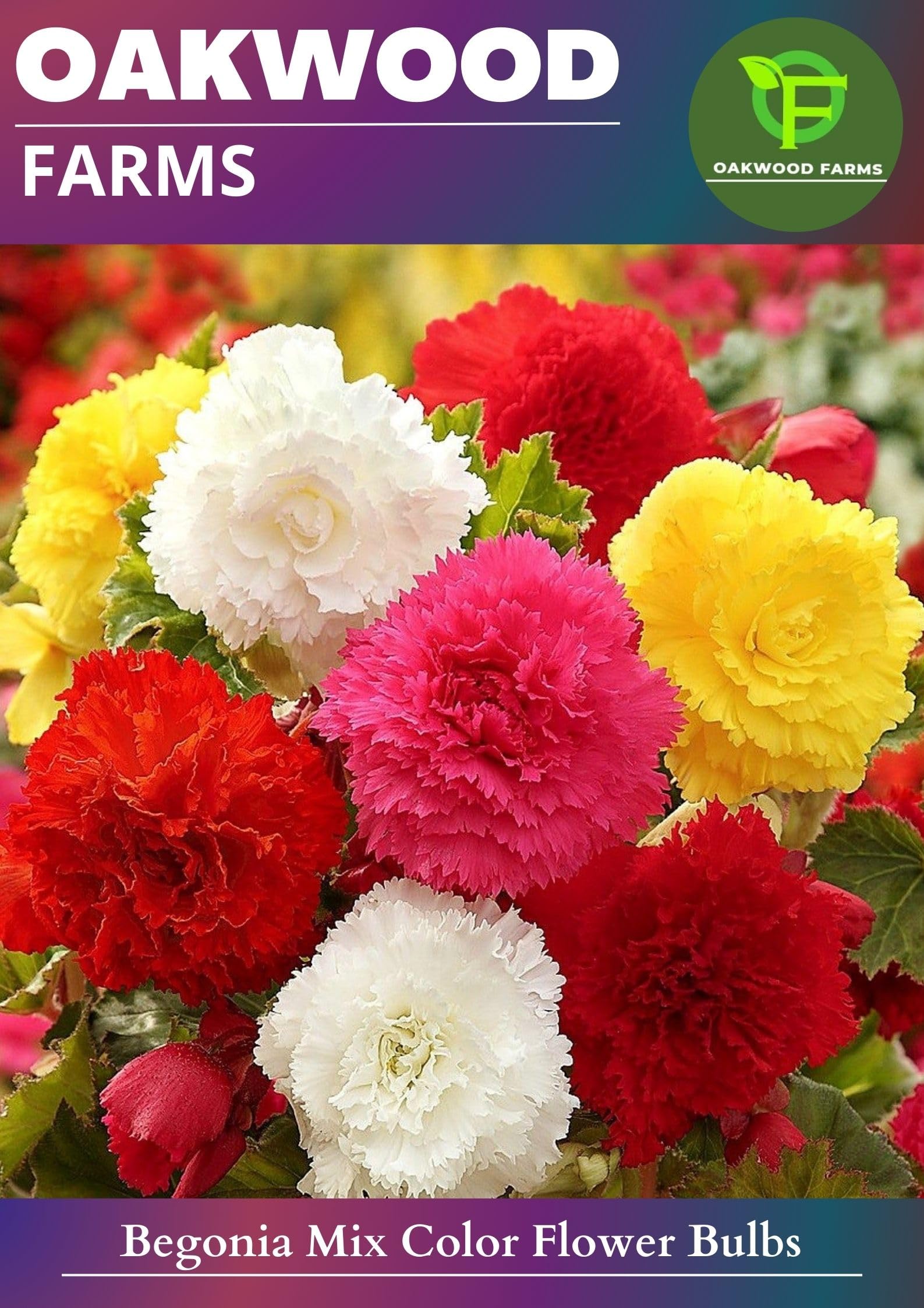 Imported Begonia Multicolor Flower Bulbs (Pack Of 2 Bulbs)-image-28
