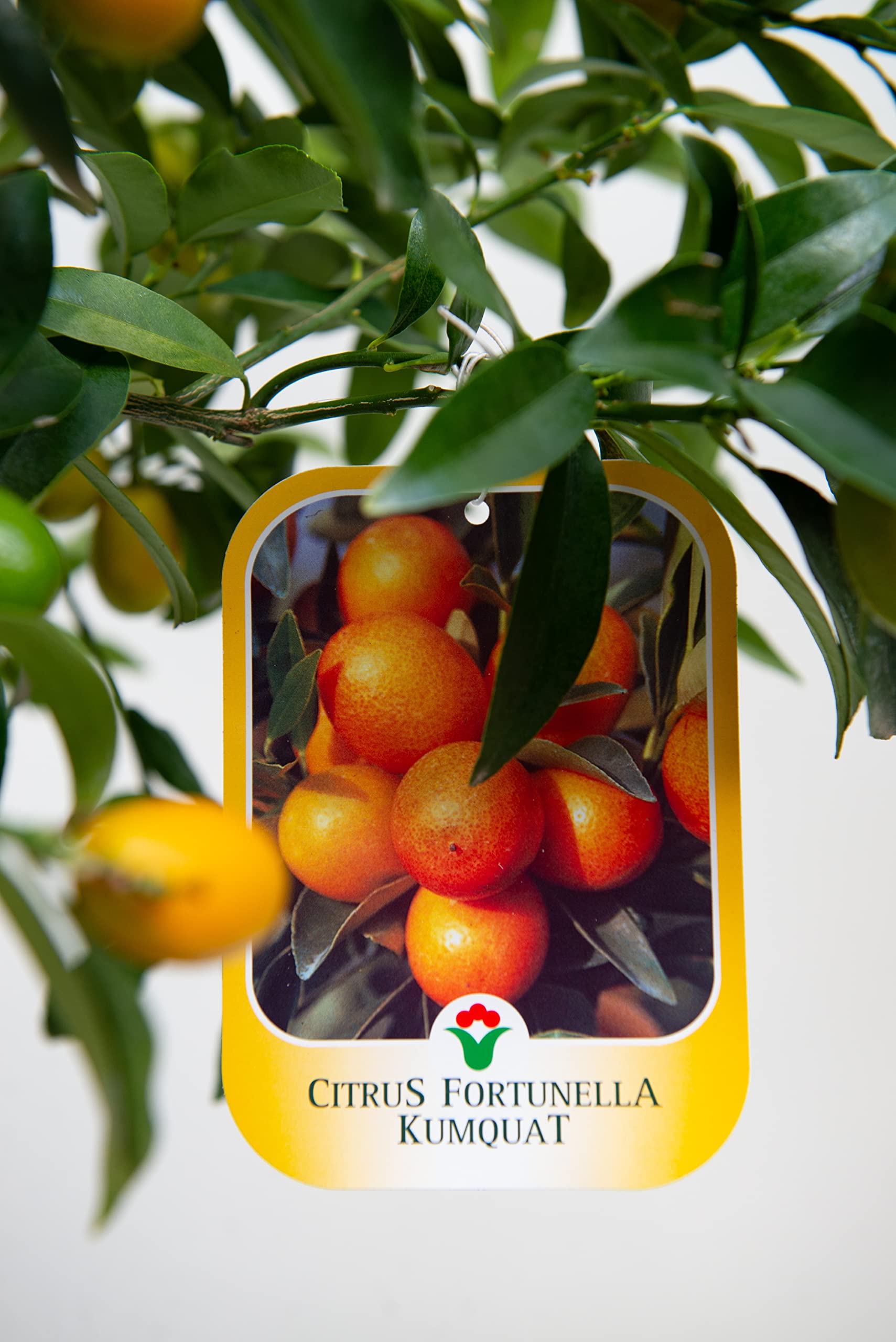 Vannucci Piante - Citrus fortunella 'Margarita', Citrus kumquat, Agrumi, Pianta vera, Pianta da terrazzo, Albero da frutto, Mediterranea