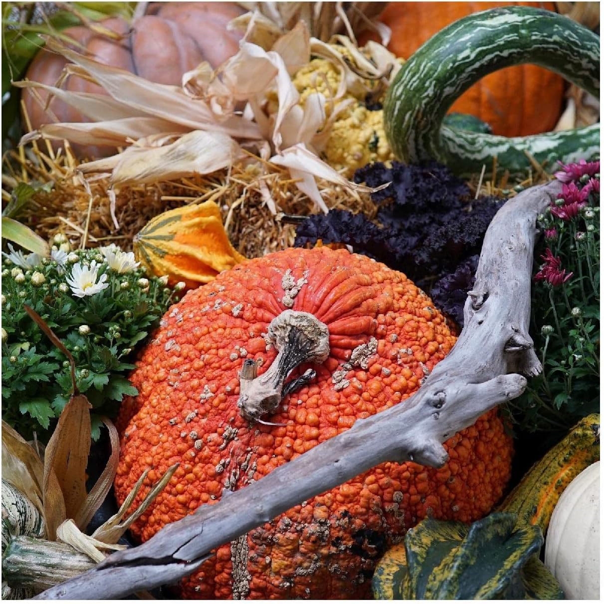 Everwilde Farms - 1 Lb Red Warty Thing Pumpkin Seeds - Gold Vault