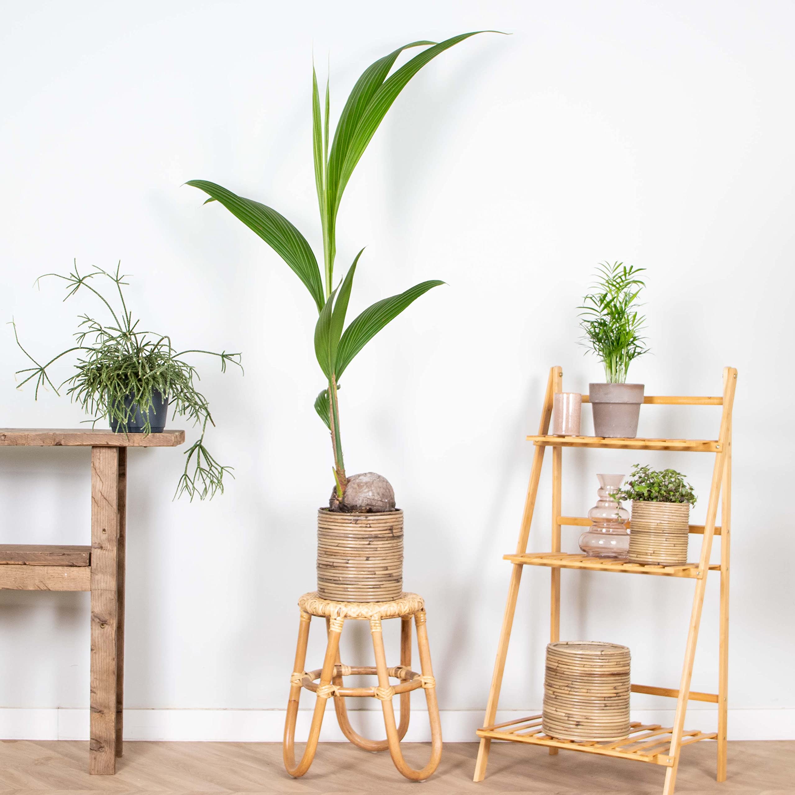 Bloomique - Cocos Nucifera - Kokospalme - Zimmerpflanzen Gro -  Pflegeleicht - Haustierfreundlich - Hhe 100-120 cm - Topf 19 cm :  Amazon.de: Garten