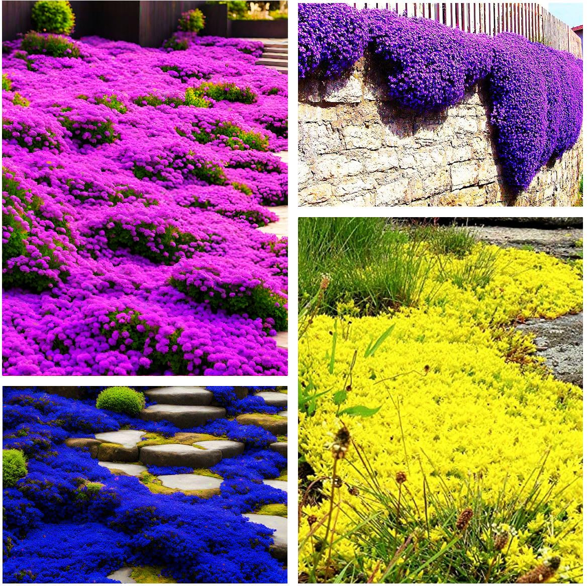 Amazon.com : 5000+ Mix Magic Creeping Thyme Seeds Ground Cover for