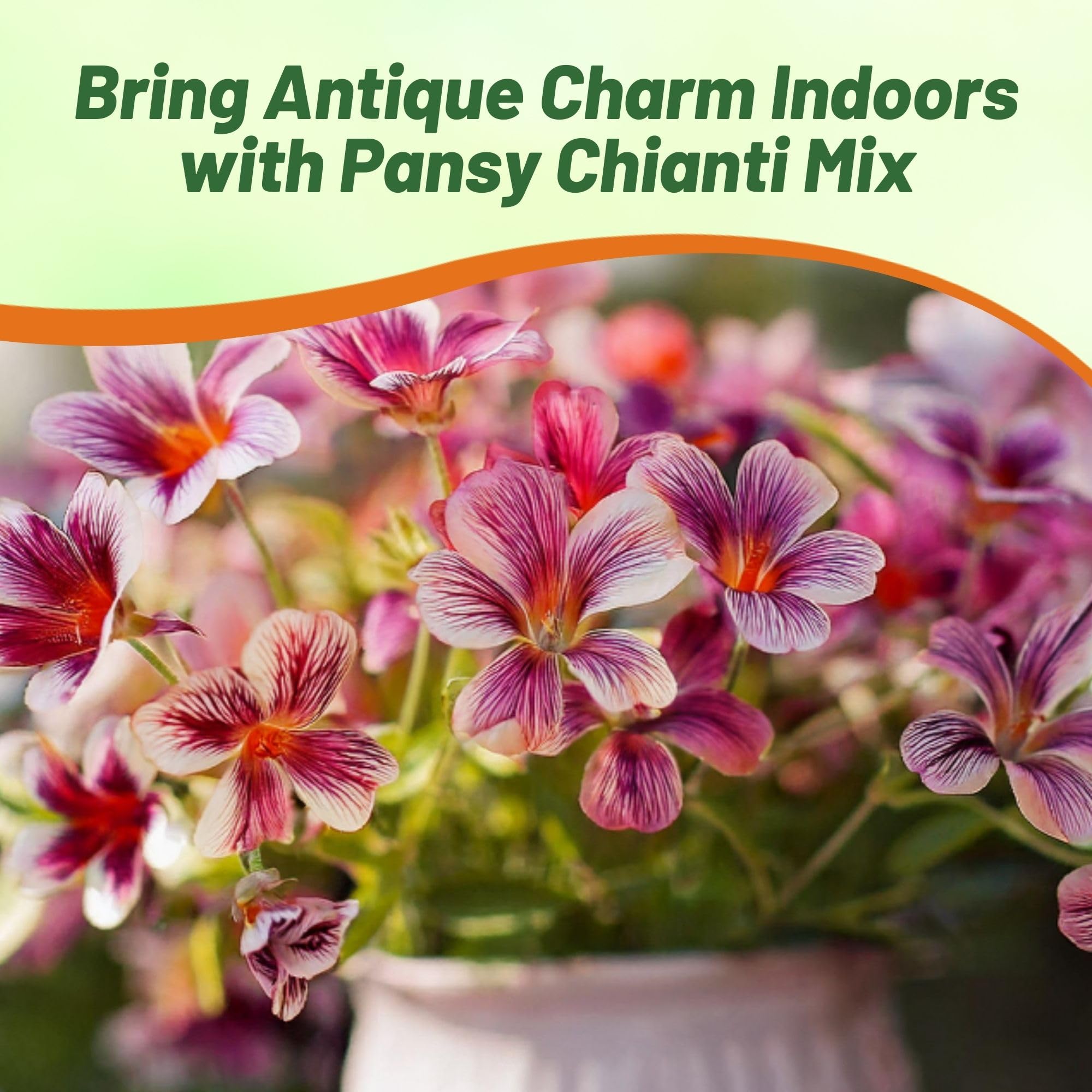 Amazon.com : Outsidepride Chianti Mix Viola Pansy Seeds for