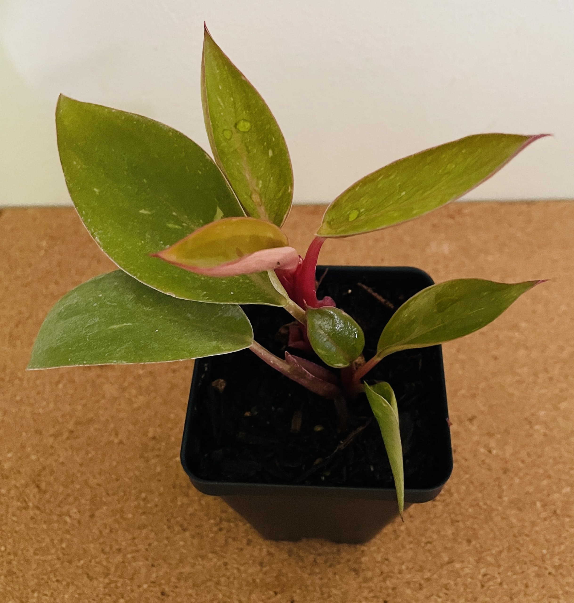Amazon.com : Zomo Garden Philodendron Birkin Pink live plant 2.5"" pot,  green : Patio, Lawn & Garden