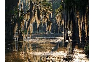 7x5ft Swamp Landscape Water Jungle Trees Woodland Forest Rainforest Backdrop Party Photography Studio Background