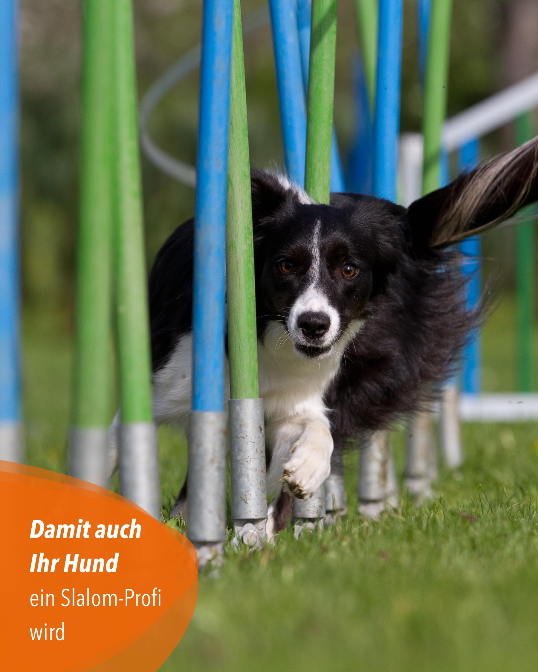 Archi da allenamento per agility, set da 10, per aste con diametro di 32 mm, allenamento slalom