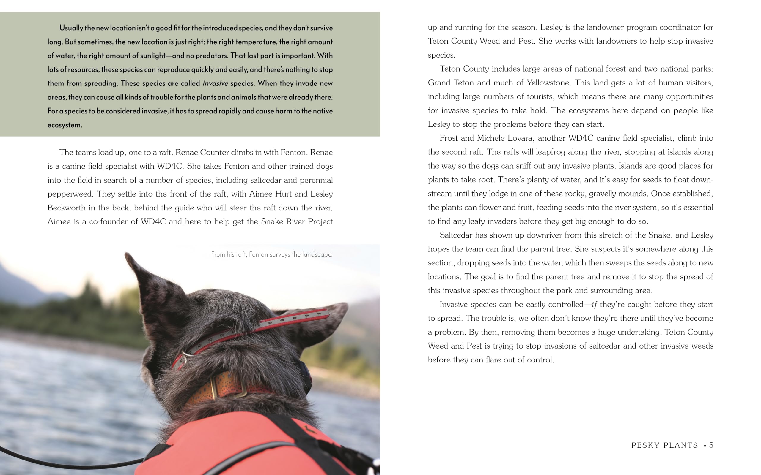 Detective Dogs: How Working Dogs Sniff Out Invasive Species (Books for a Better Earth)