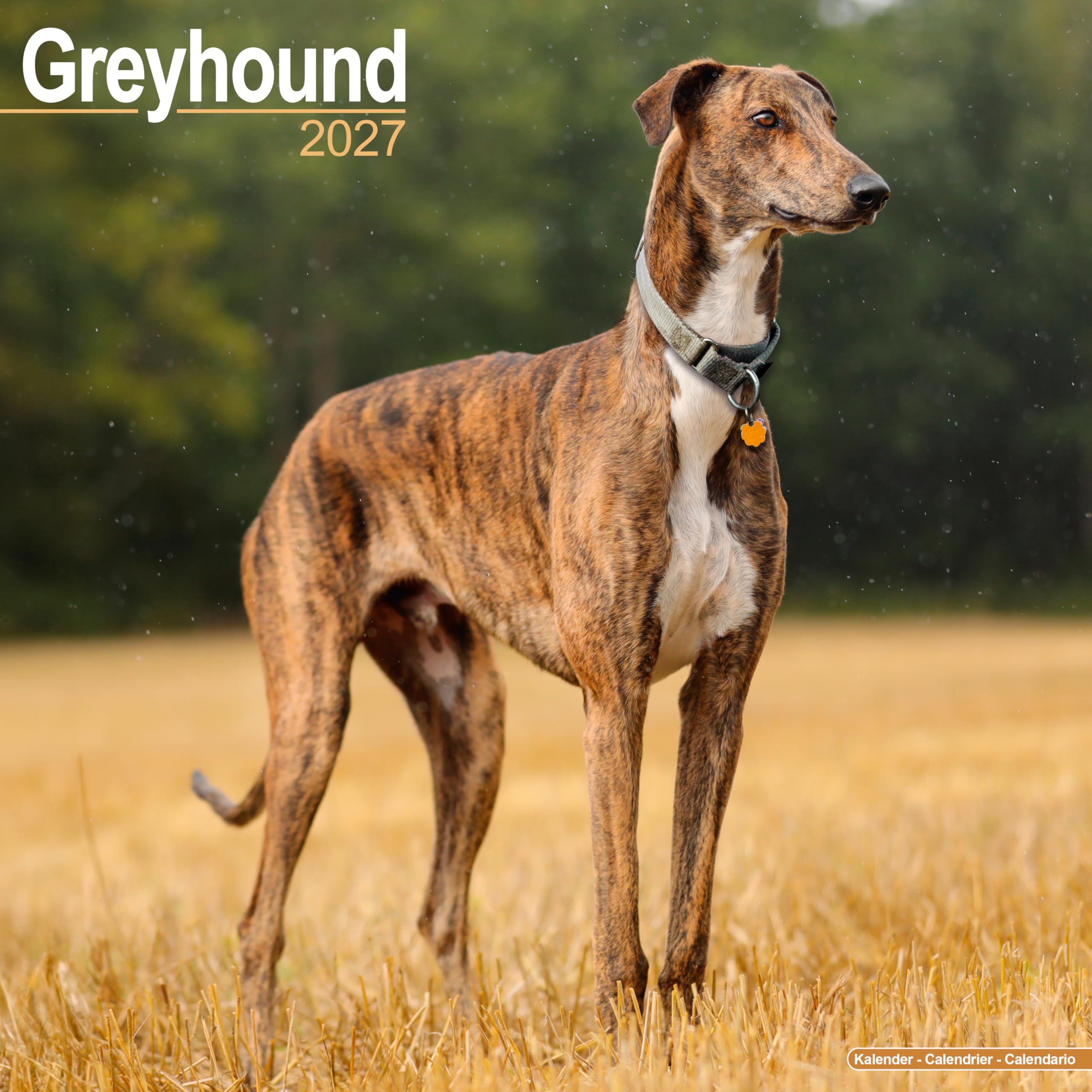 Greyhound Calendar 2027, Wall Calendars, Month To View, Dogs, Gift