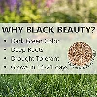 Vista 5 de Jonathan Green (10622) Black Beauty Semilla de Césped de Sombra Densa - Semilla de Césped de Temporada Fría (1 lb)