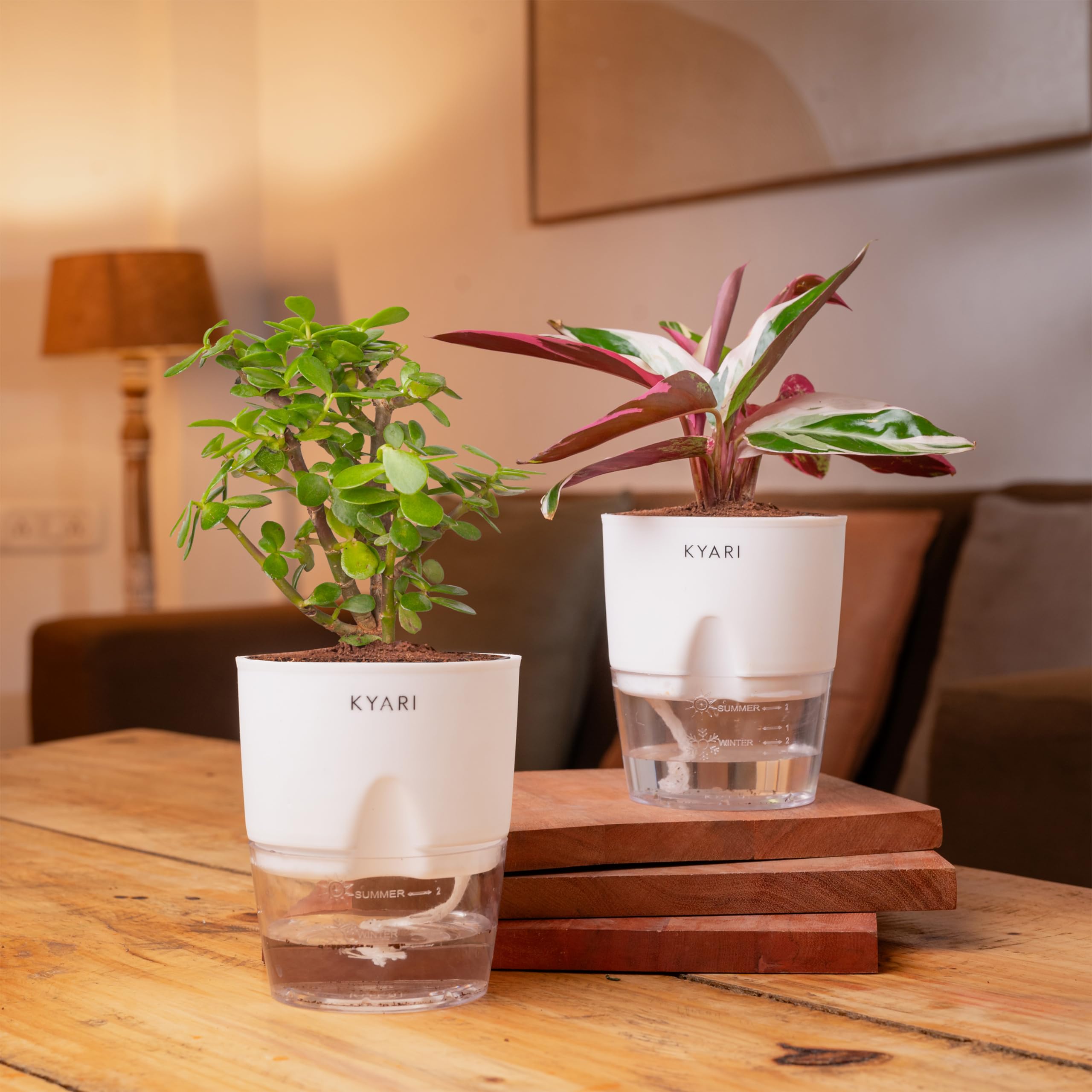KYARI Combo of 2 - Lucky Jade Plant And Calathea triostar Indoor Plants for Living Room | Live Plants | Plants with Cream Self Watering Pot for Home | Air purifier plants for Home Decor (B0D6N81Q91) Amazon Price History, Amazon Price Tracker