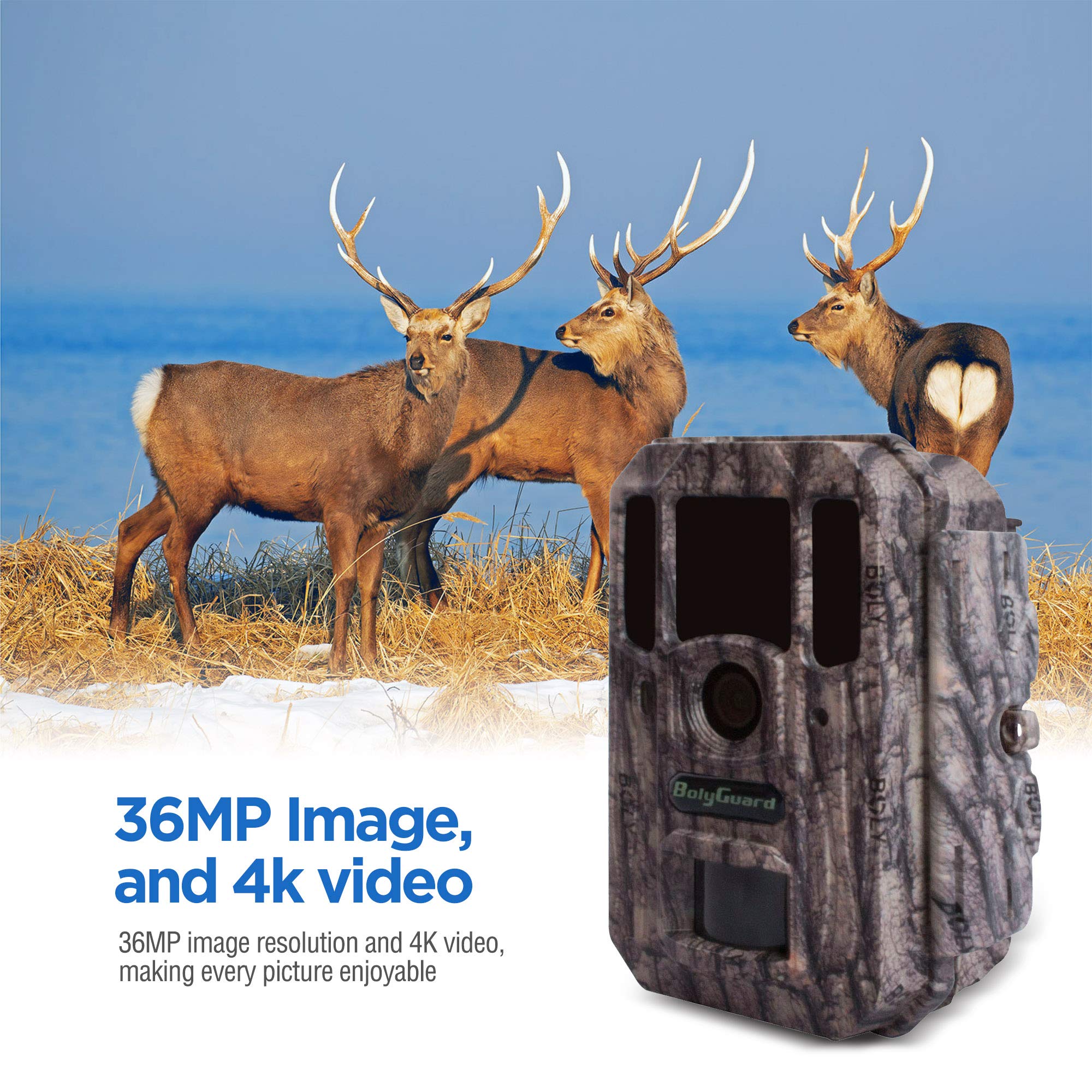 BolyGuard 36MP 4K HD Jagdkamera 110° Weitwinkel Jagdkamera Fotofalle IP66 Kamera Nachtsicht Tiere 30m(BG662-W4K)