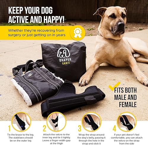 Miniatura 7 de Rodillera para perro para desgarro de ligamento cruzado anterior con lesión de ligamento cruzado  Soporte ajustable para soportes de pierna trasera