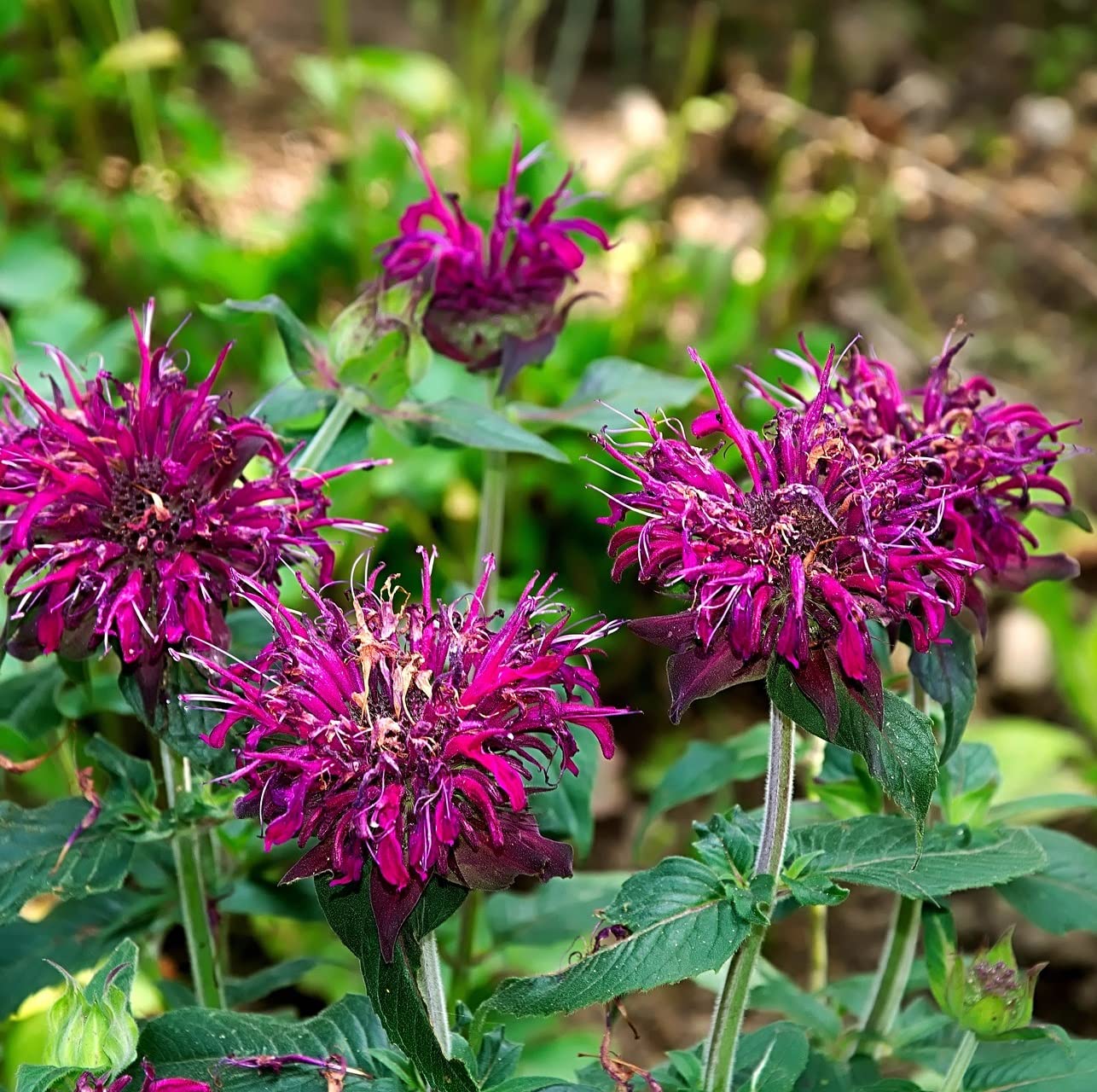 6 x Monarde 'Prairienacht' - Monarda 'Prairienacht' - Godet 9x9cm - Violet, érigé, plein soleil à mi-ombre, sol bien drainé