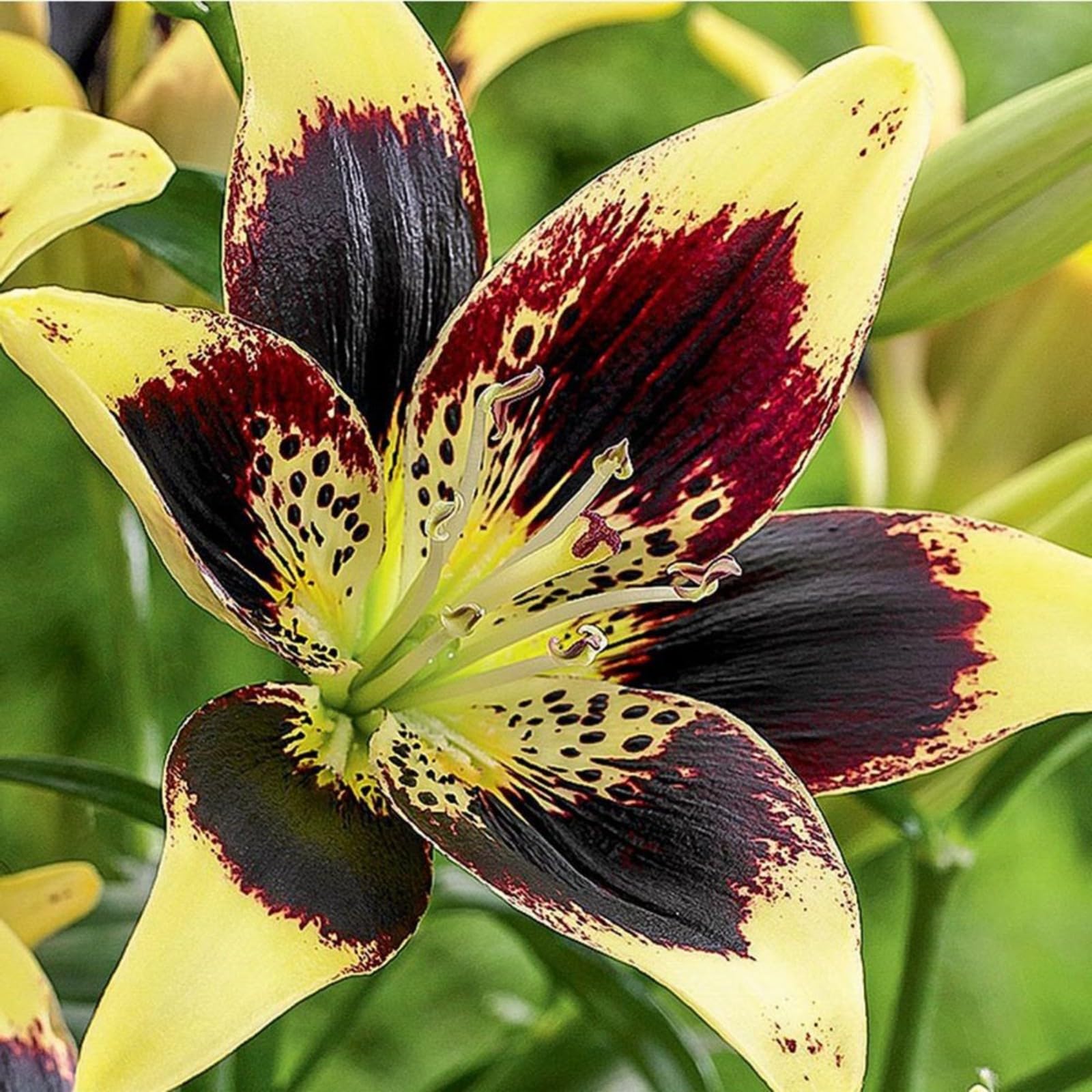 Lily Bulbs-Lily Plant Lily Bulbs UK Lily Bulbs for Planting Now UK,Garden Flowers,Hardy Perennial,Ornamental Flowers,Wedding Flowers-8bulbs-e