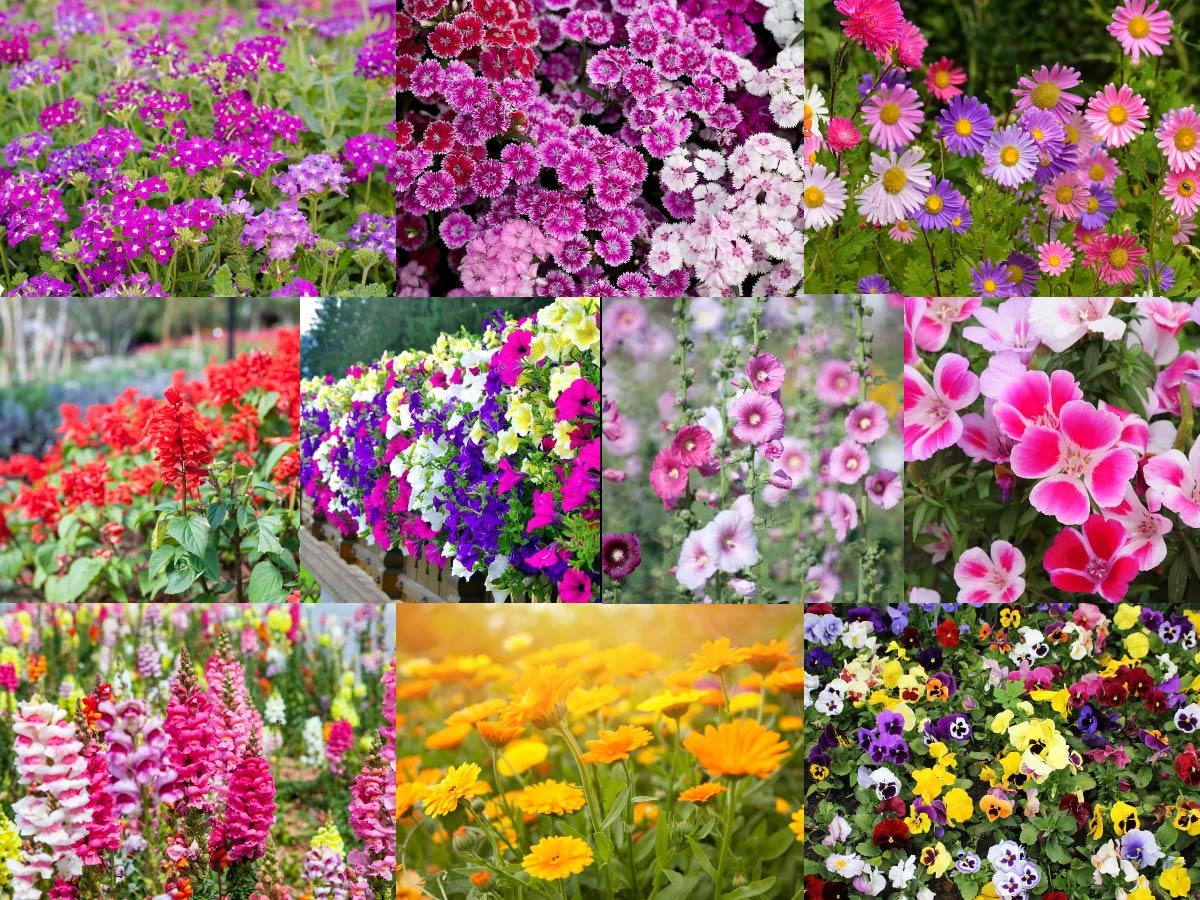 Indian Winter Mix Colour Flower Seeds Combo Pack 10 Variety 300+ Seeds - 30+ Seeds Each/Most Easy to Grow Seeds (B08MS13C6L) Amazon Price History, Amazon Price Tracker