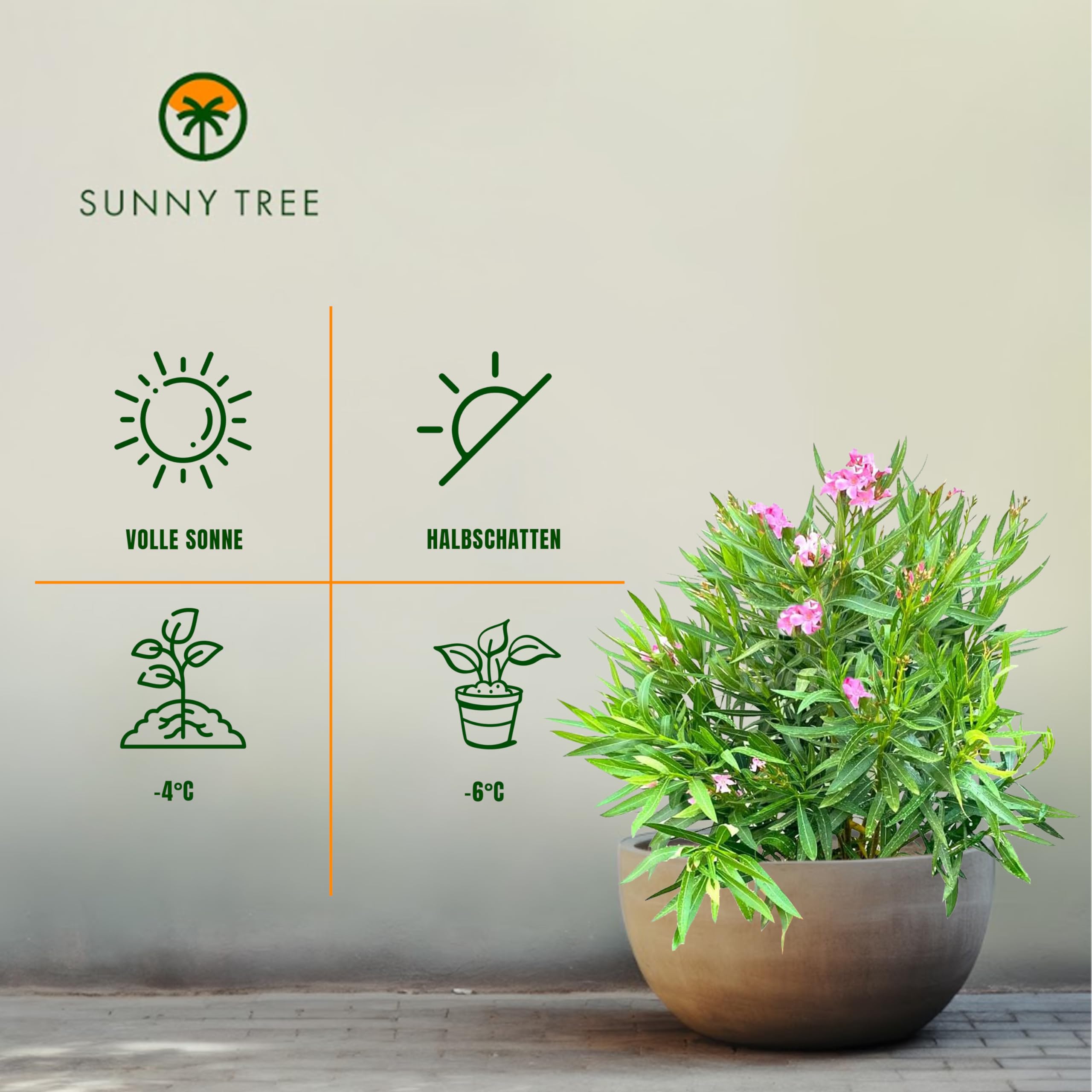 Nerium Oleander Plant - Verschillende kleuren - Niet winterhard - 50-80cm