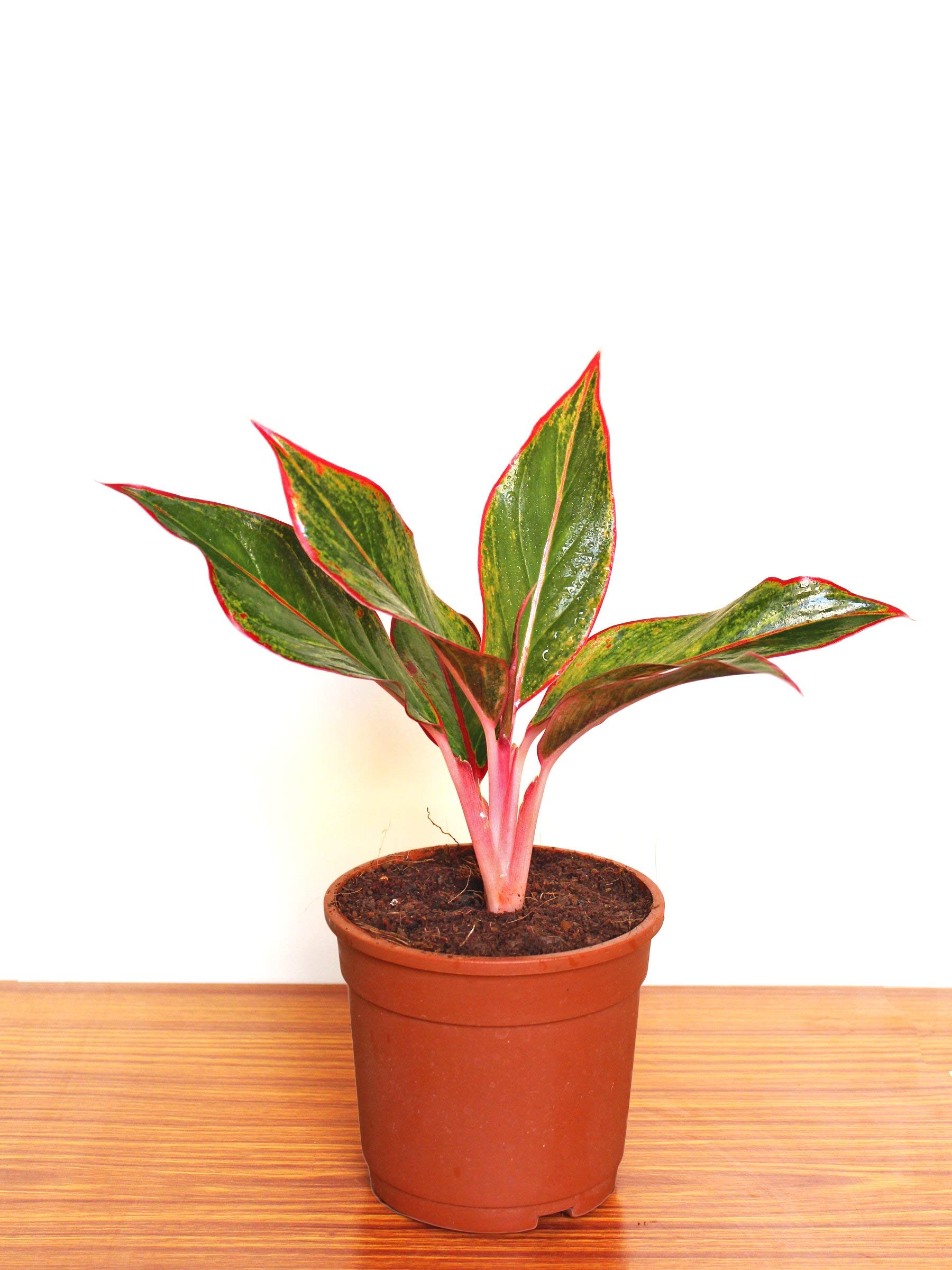 Rolling Nature Basics Good Luck Air Purifier Indoor Red Aglaonema