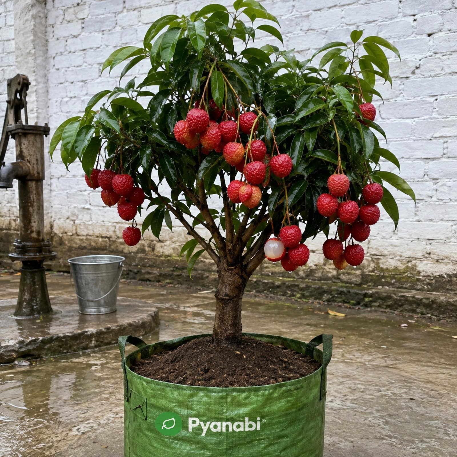 Meyer Lemon Plant - Grow Your Own Citrus! -23