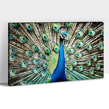 Amazon.com: CXVU Peacock Wall Art, Peacock Paintings for