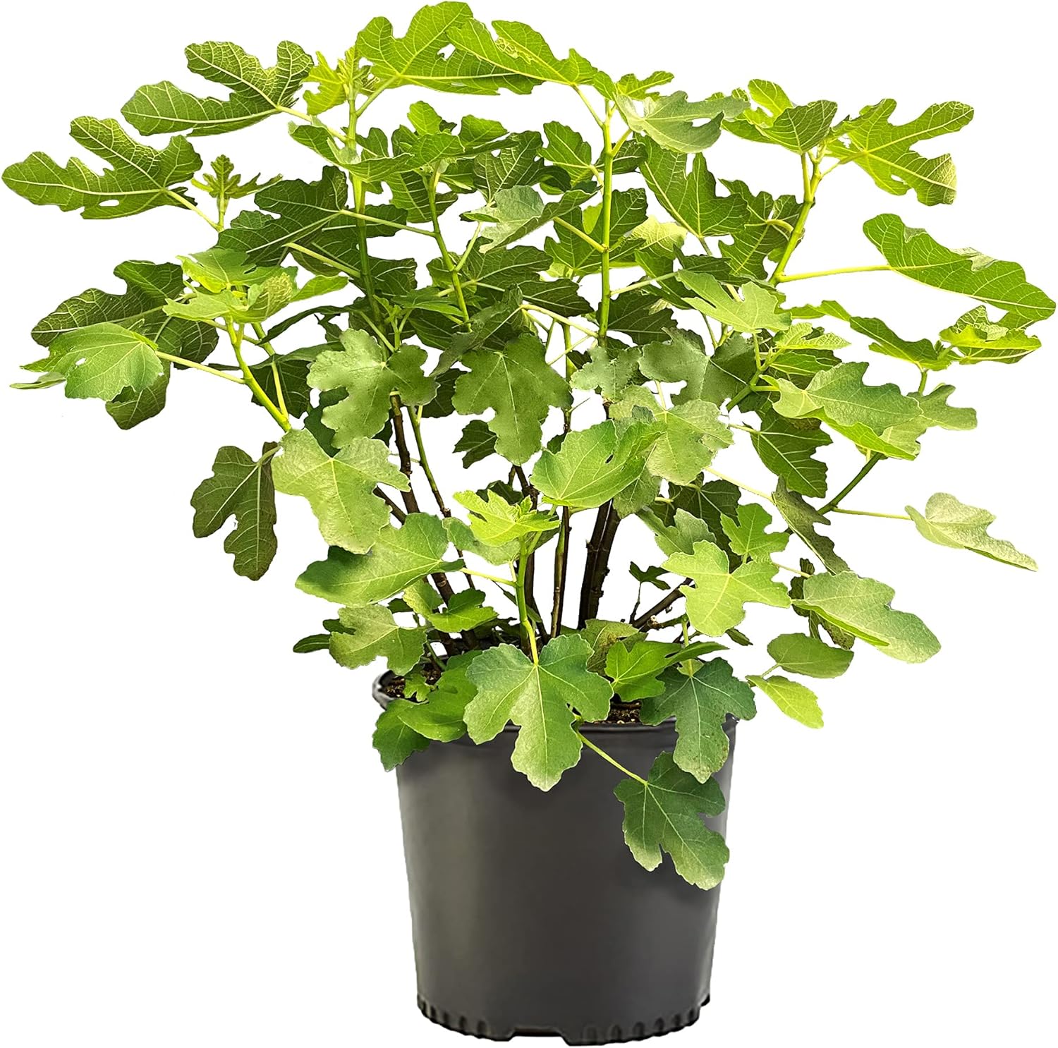 Brown Turkey Fig Tree in 1-Gallon Black Container